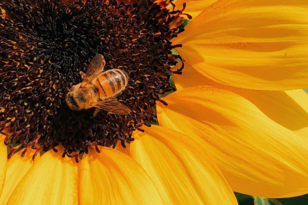 Why Behive News