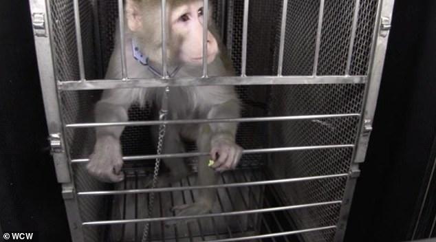 CDC to end animal testing in groundbreaking decision that will impact hundreds of experiments