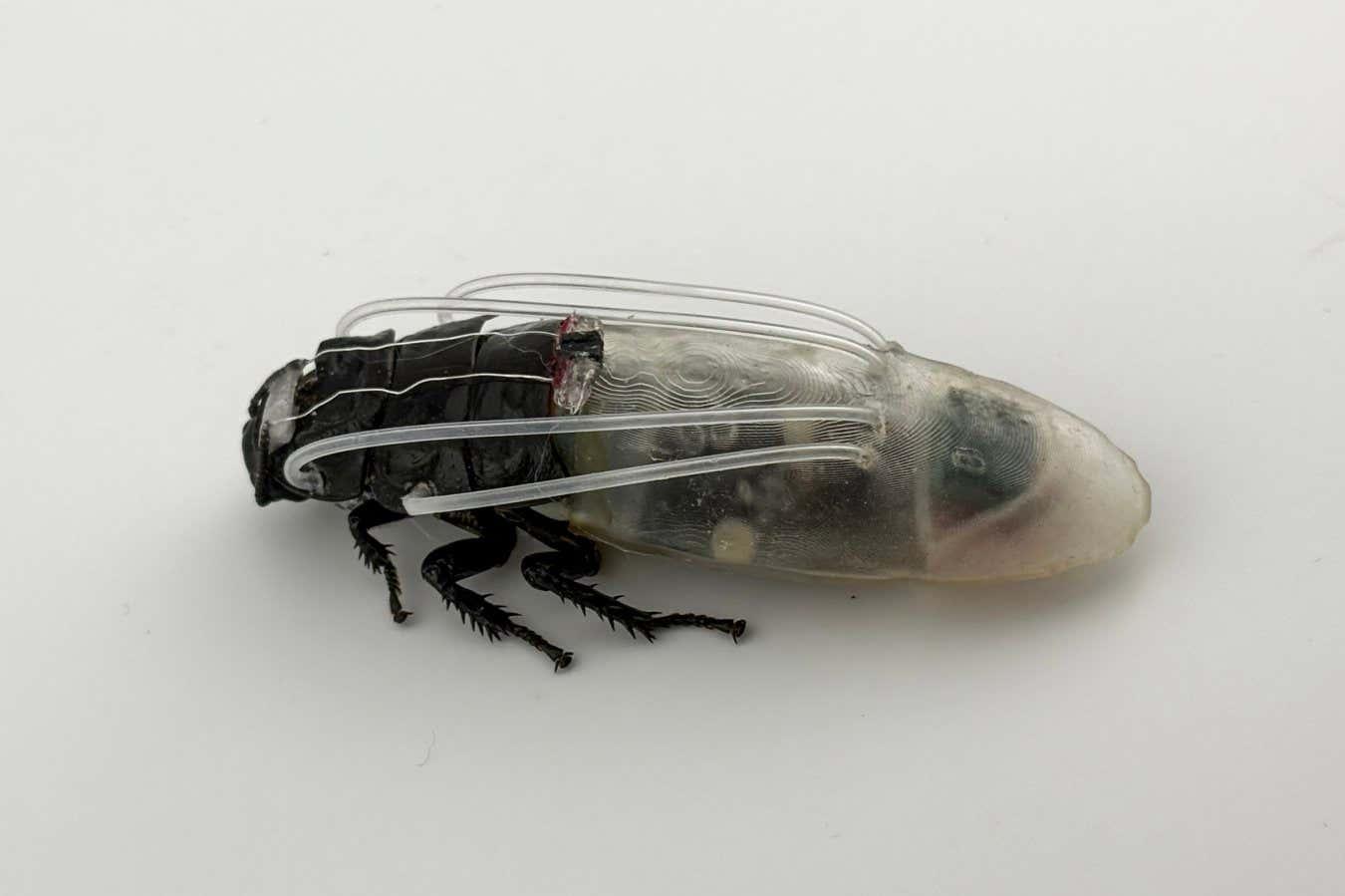 Remote-controlled cockroach swarm can now breathe underwater